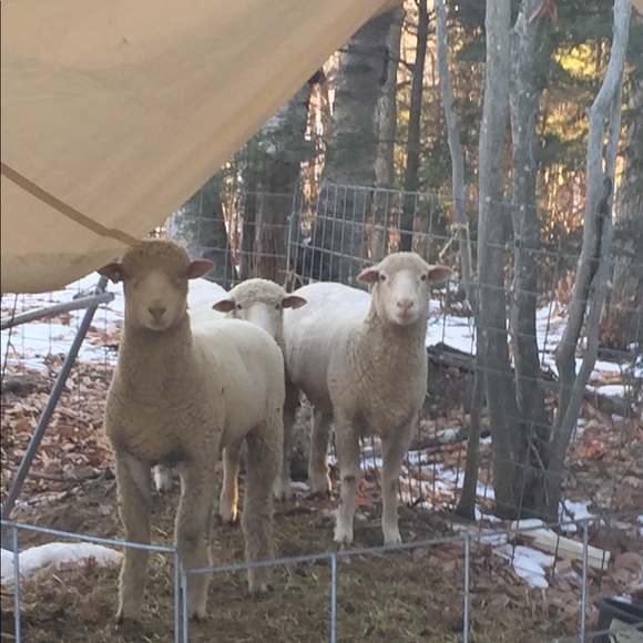 So many Styles...Too much Sauce😎 - Picture 2 of 8